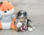 6 week old Mini Bernedoodle Puppy For Sale - Premier Pups