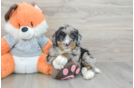 Mini Bernedoodle Puppy for Adoption
