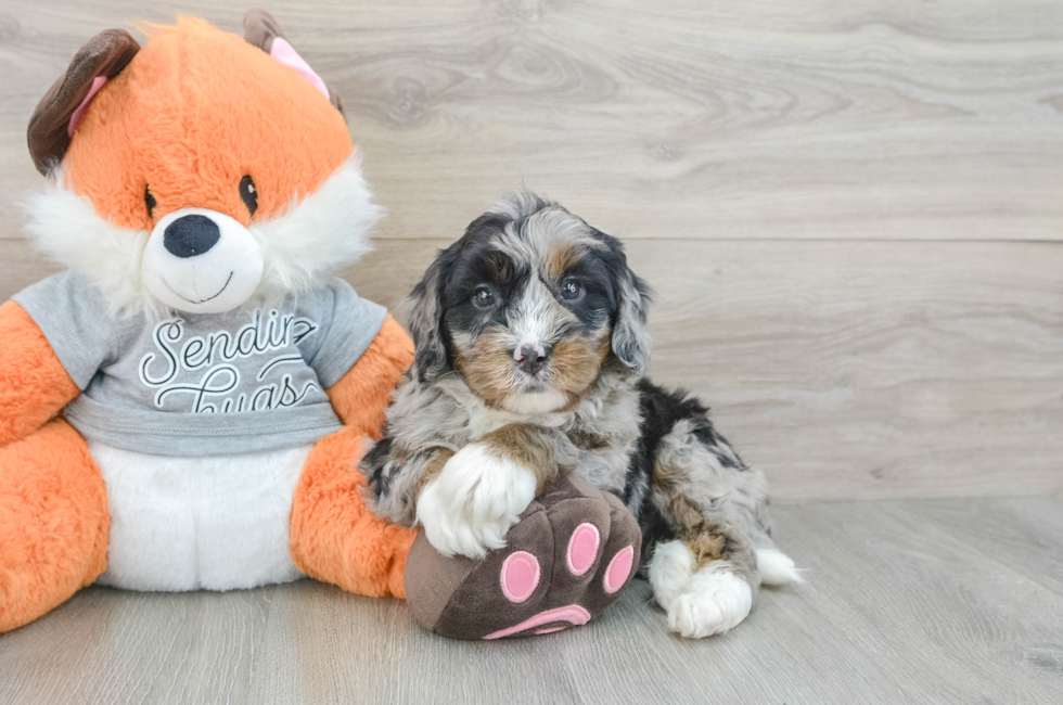 5 week old Mini Bernedoodle Puppy For Sale - Premier Pups
