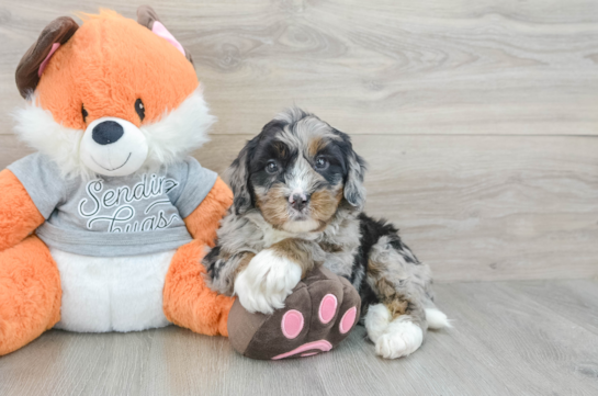 Mini Bernedoodle Puppy for Adoption