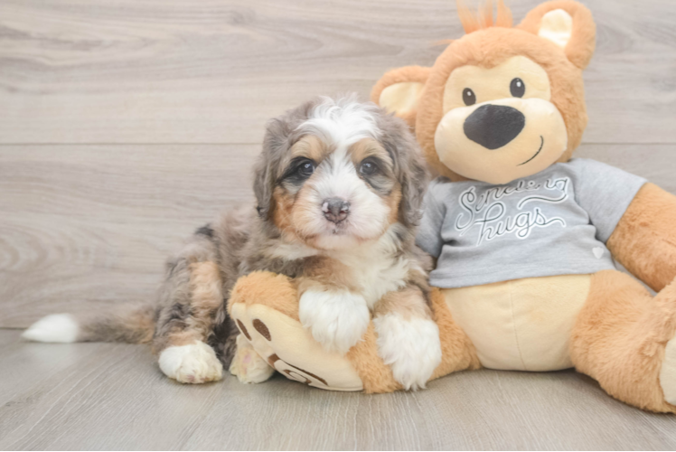 Smart Mini Bernedoodle Poodle Mix Pup