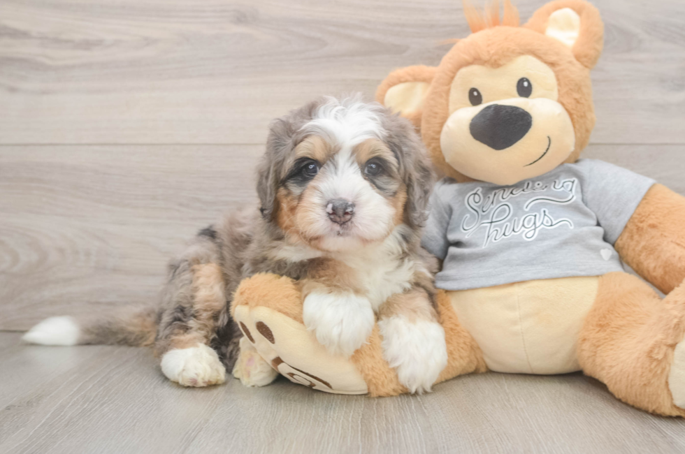 5 week old Mini Bernedoodle Puppy For Sale - Premier Pups