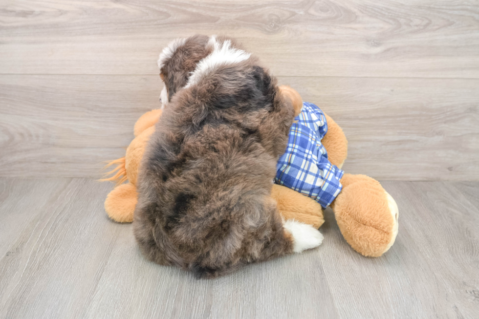 Friendly Mini Bernedoodle Baby