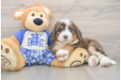 Best Mini Bernedoodle Baby
