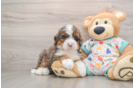 Mini Bernedoodle Puppy for Adoption