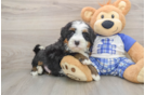 Mini Bernedoodle Pup Being Cute