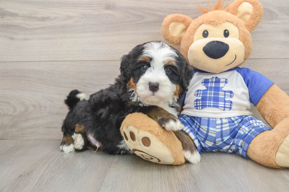 Mini Bernedoodle Pup Being Cute
