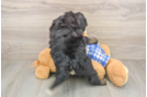 Best Mini Bernedoodle Baby