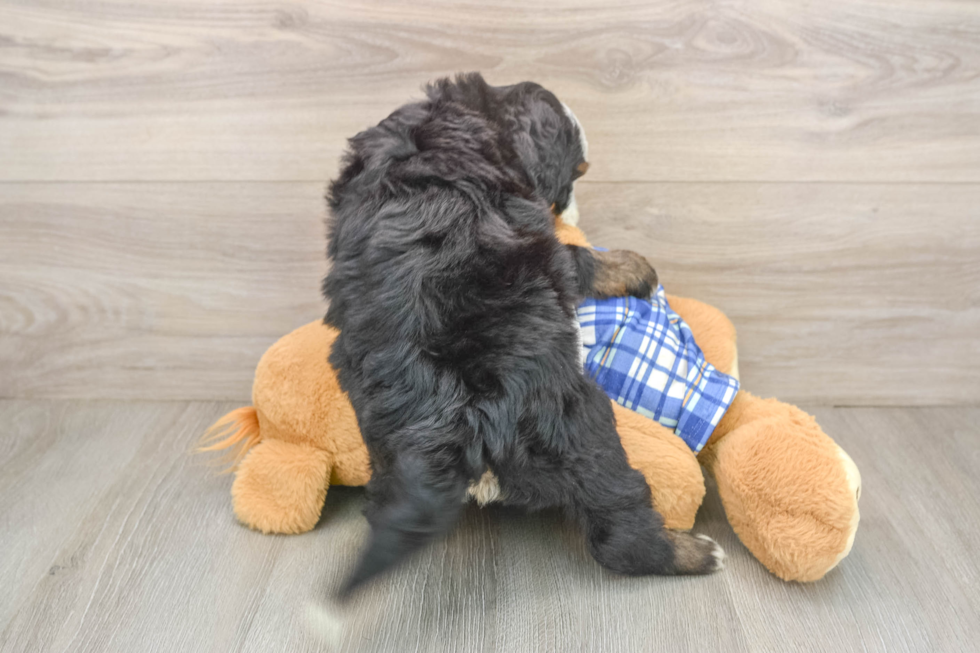 Best Mini Bernedoodle Baby