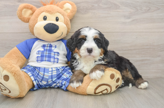 Best Mini Bernedoodle Baby
