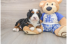 Petite Mini Bernedoodle Poodle Mix Pup