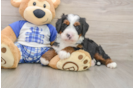 Happy Mini Bernedoodle Baby