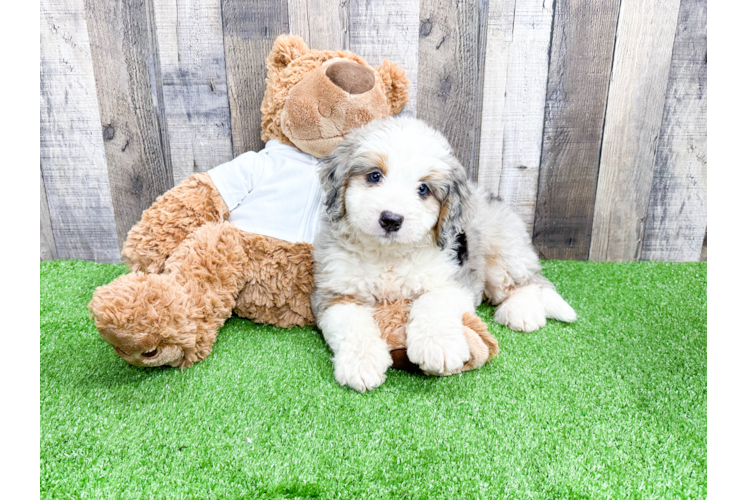 Mini Bernedoodle Pup Being Cute