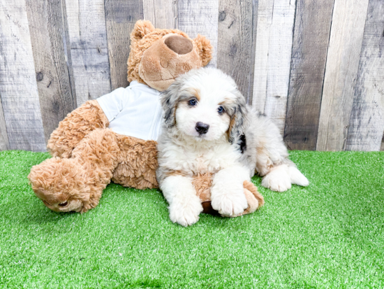 Mini Bernedoodle Pup Being Cute