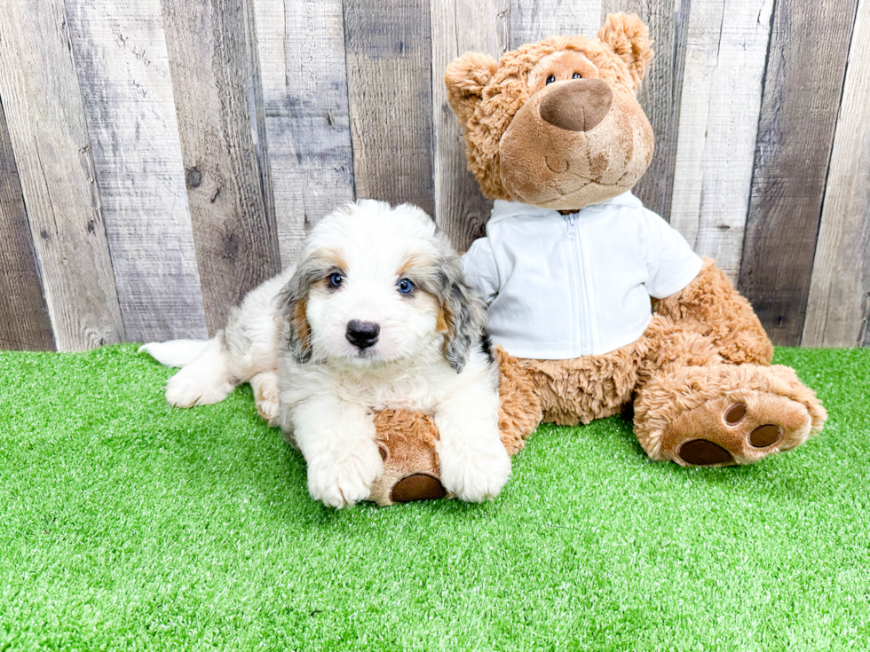 Energetic Mini Berniedoodle Poodle Mix Puppy