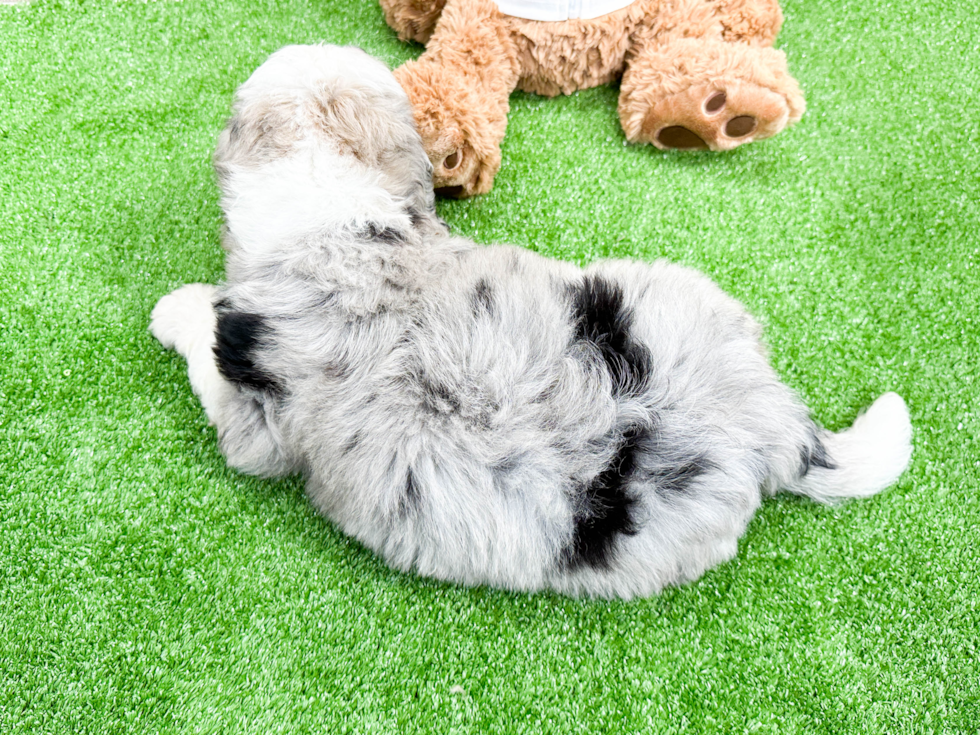 Smart Mini Bernedoodle Poodle Mix Pup