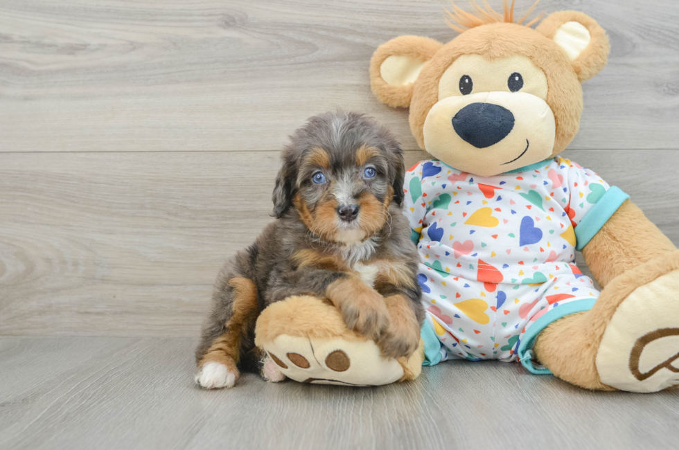 7 week old Mini Bernedoodle Puppy For Sale - Premier Pups