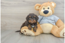 Best Mini Bernedoodle Baby