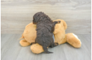 Playful Mini Berniedoodle Poodle Mix Puppy