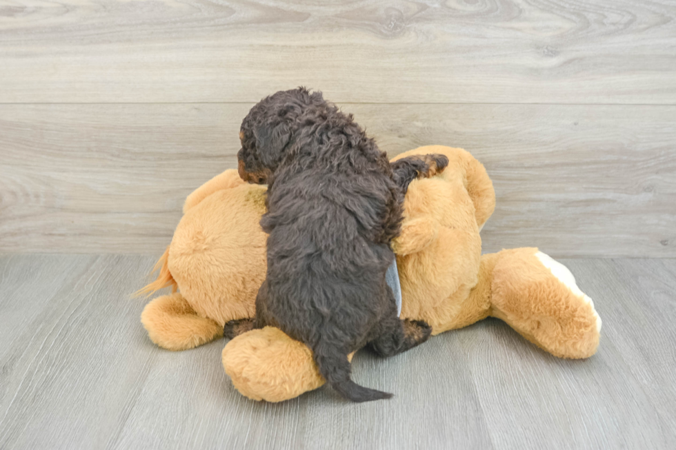 Playful Mini Berniedoodle Poodle Mix Puppy