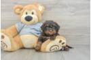 Best Mini Bernedoodle Baby