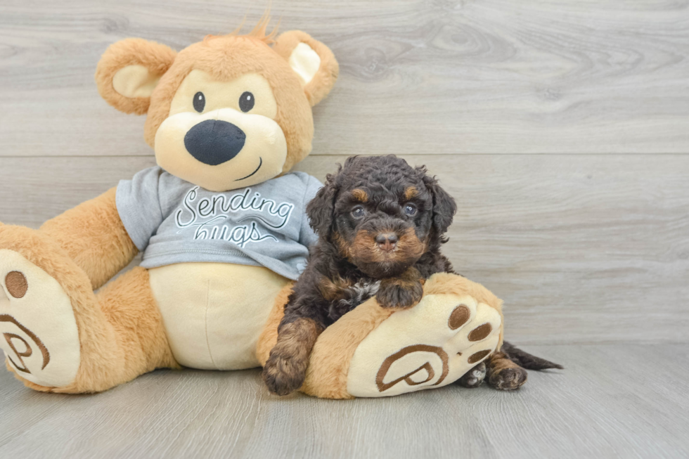 Best Mini Bernedoodle Baby