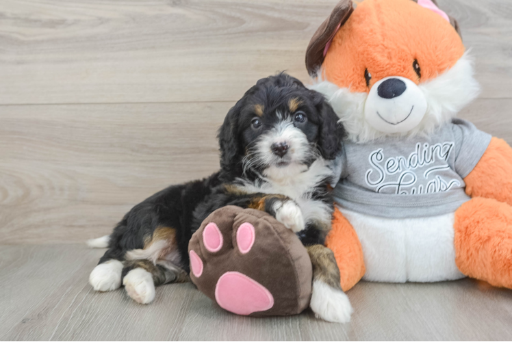 Mini Bernedoodle Pup Being Cute