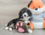 6 week old Mini Bernedoodle Puppy For Sale - Premier Pups