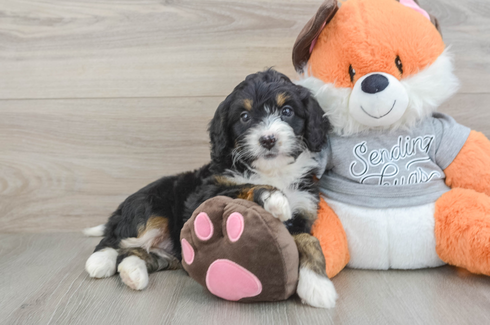5 week old Mini Bernedoodle Puppy For Sale - Premier Pups