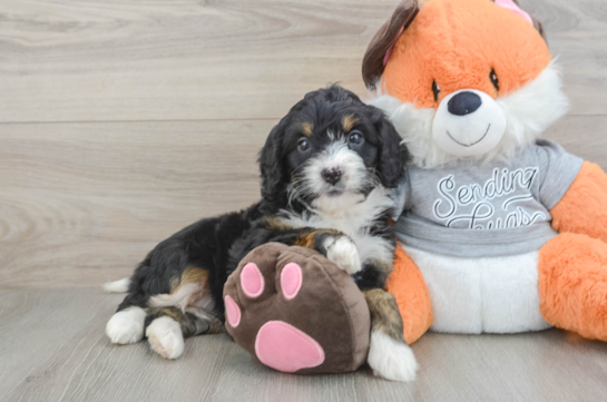 Mini Bernedoodle Pup Being Cute