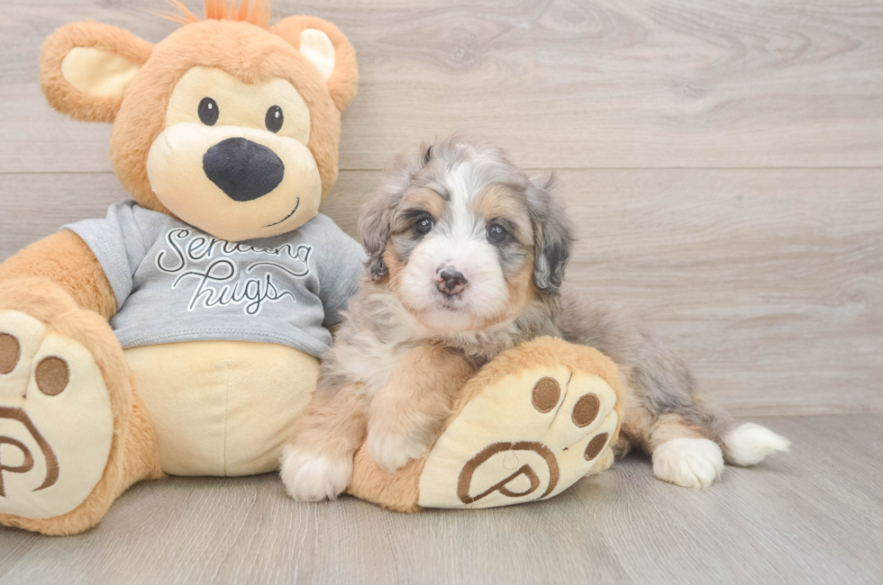 5 week old Mini Bernedoodle Puppy For Sale - Premier Pups