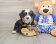 7 week old Mini Bernedoodle Puppy For Sale - Premier Pups