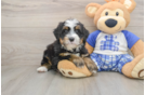 Mini Bernedoodle Puppy for Adoption