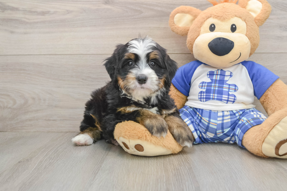 Mini Bernedoodle Puppy for Adoption