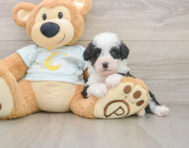 7 week old Mini Bernedoodle Puppy For Sale - Premier Pups