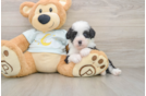 Popular Mini Bernedoodle Poodle Mix Pup