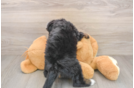 Popular Mini Bernedoodle Poodle Mix Pup