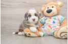 Hypoallergenic Bernese Doodle Poodle Mix Puppy