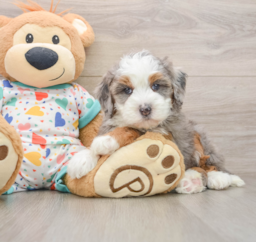 5 week old Mini Bernedoodle Puppy For Sale - Premier Pups