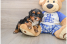 Mini Bernedoodle Puppy for Adoption
