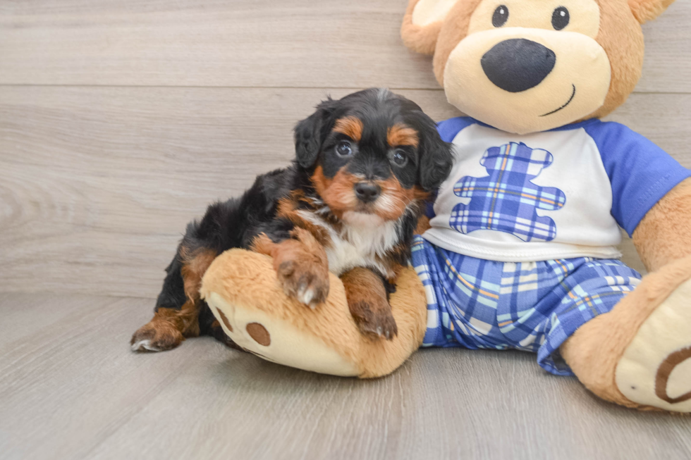 Mini Bernedoodle Puppy for Adoption