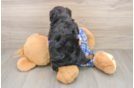 Popular Mini Bernedoodle Poodle Mix Pup