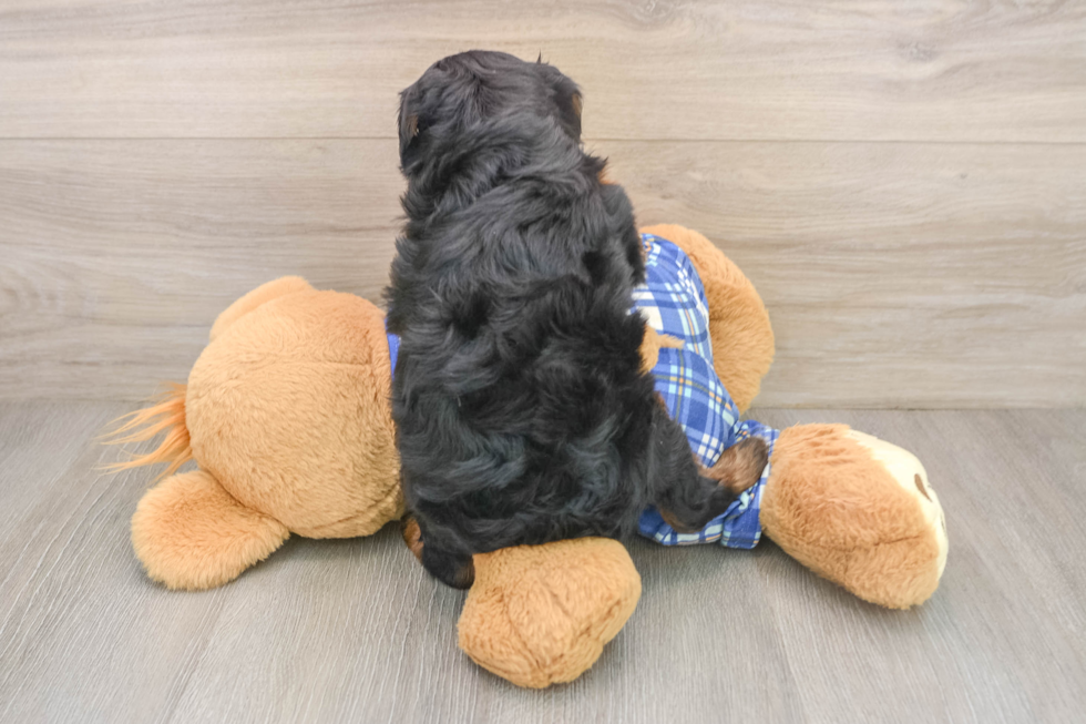 Popular Mini Bernedoodle Poodle Mix Pup