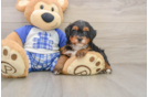 Mini Bernedoodle Pup Being Cute