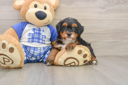 Mini Bernedoodle Pup Being Cute