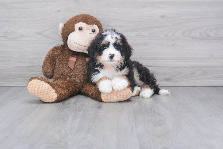 Mini Bernedoodle Pup Being Cute