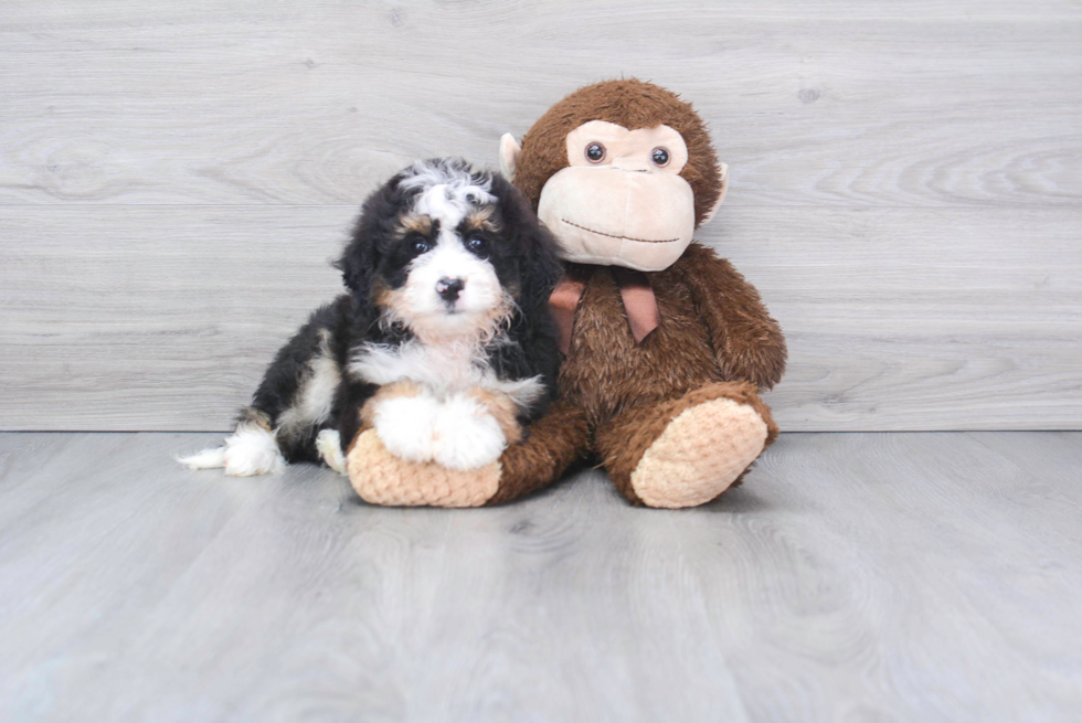 Fluffy Mini Bernedoodle Poodle Mix Pup