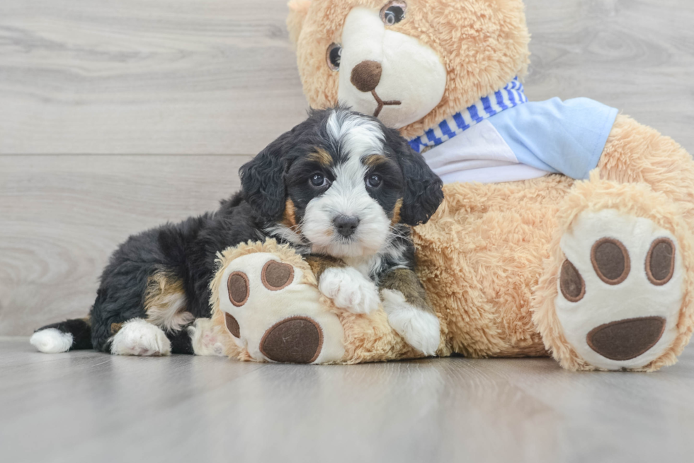 Cute Mini Bernedoodle Baby