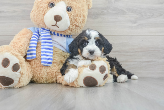 Best Mini Bernedoodle Baby