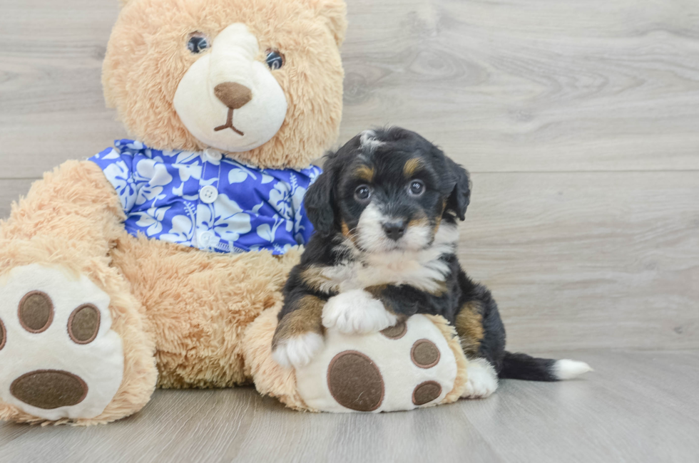 7 week old Mini Bernedoodle Puppy For Sale - Premier Pups